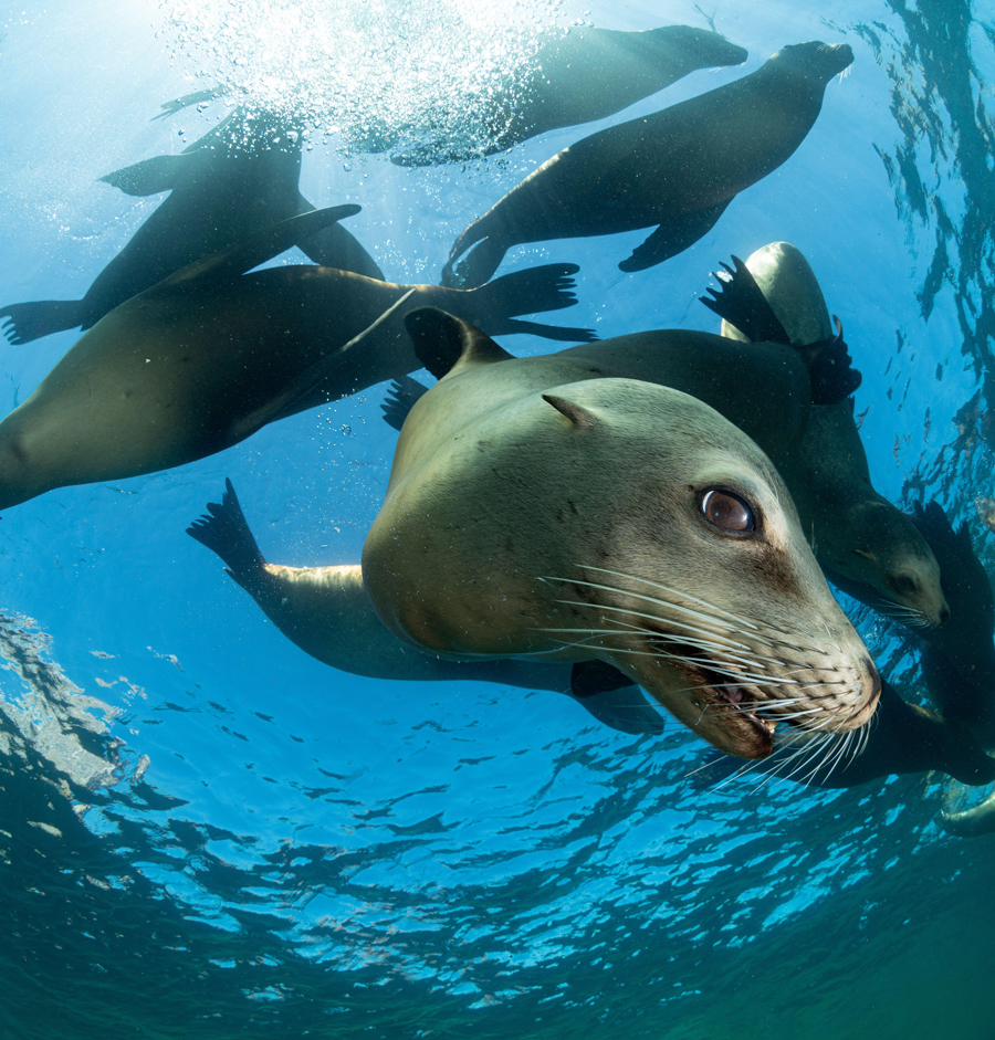 California sea lions (Zalophus californianus) swimming underwater