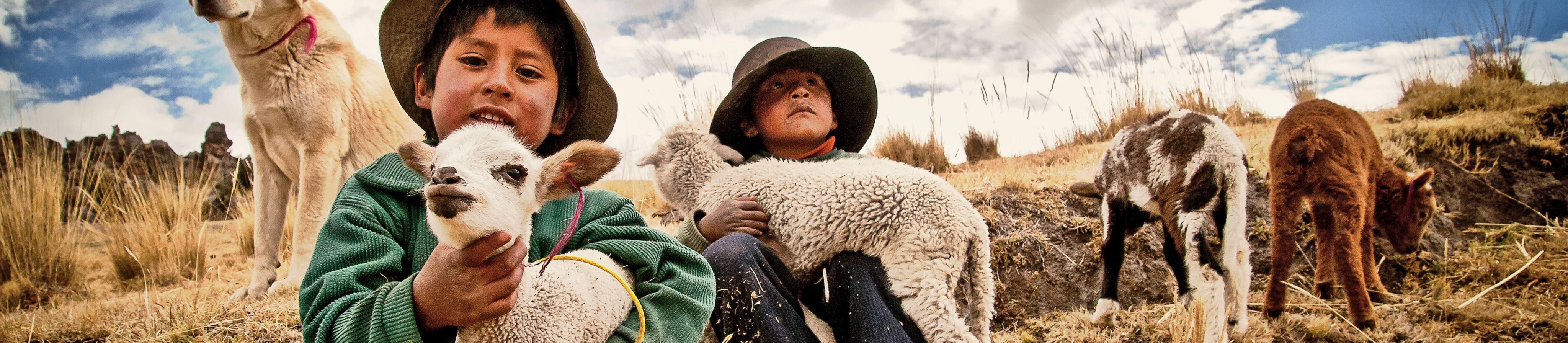 Shepherd children with their sheep and a guard dog, in the Andes of Peru. - Image ID: 2T57XTC (RF)