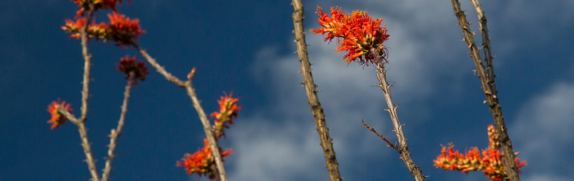 Tucson, Arizona - Ocotillo cactus (Fouquieria splendens) in bloom in the Cactus Forest in the Rincon Mountain District of Saguaro National Park.